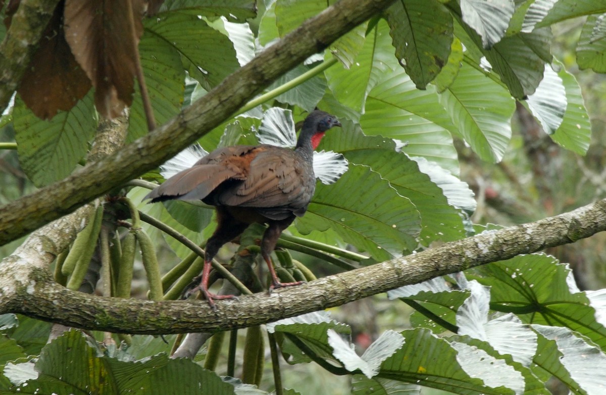 Cauca Guan - ML205042131