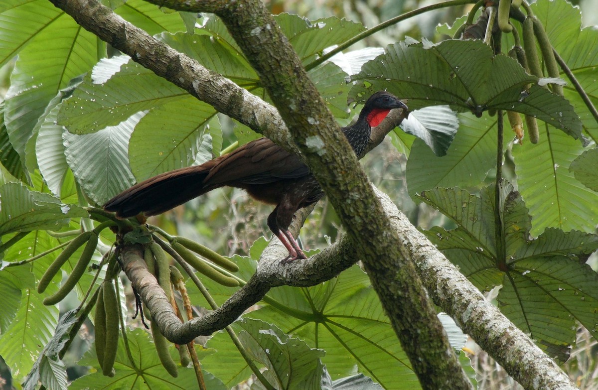 Cauca Guan - ML205042141