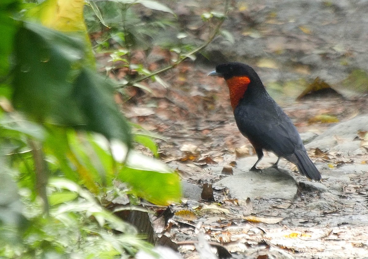 Red-ruffed Fruitcrow - ML205042151