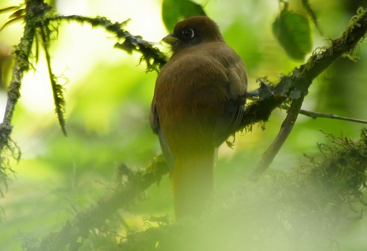 trogon límcový [skupina collaris] - ML205042161