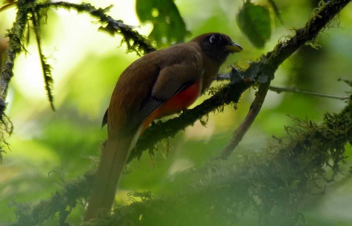 Collared Trogon (Collared) - ML205042171