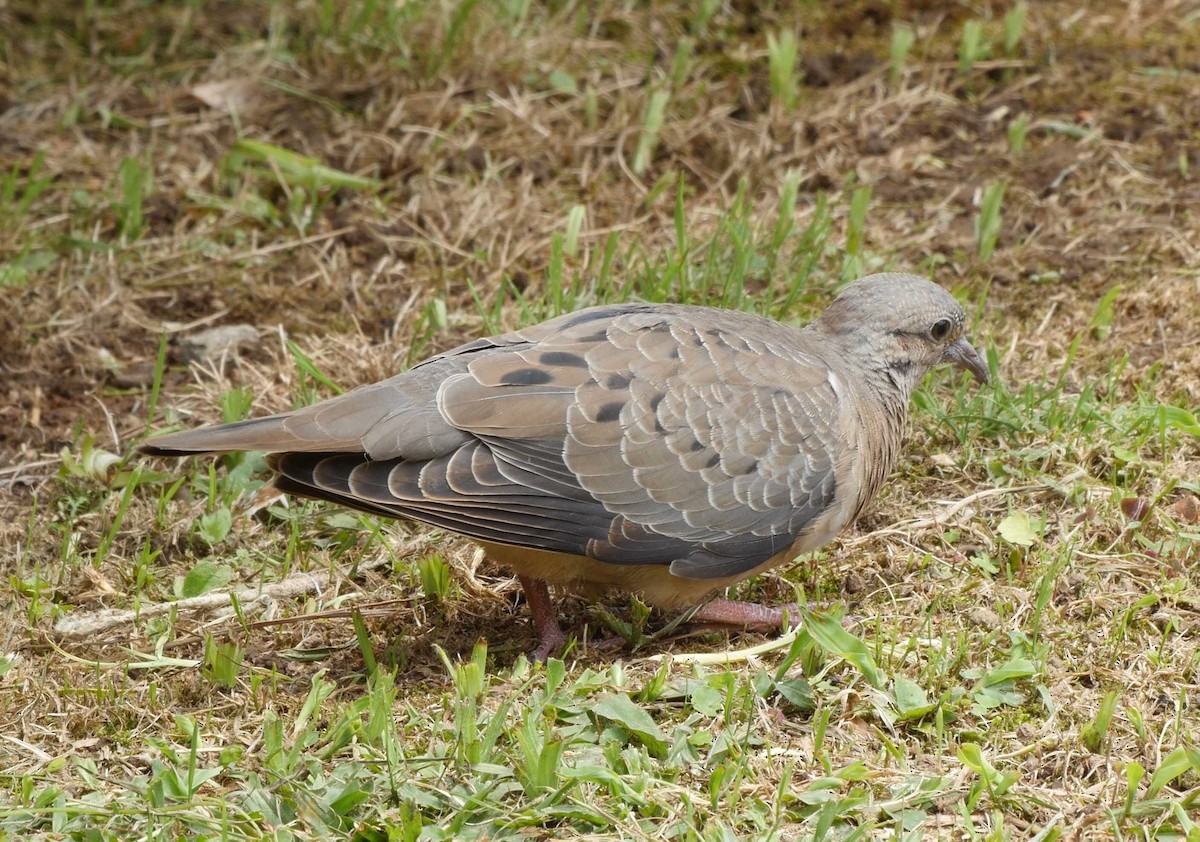 Eared Dove - ML205042181