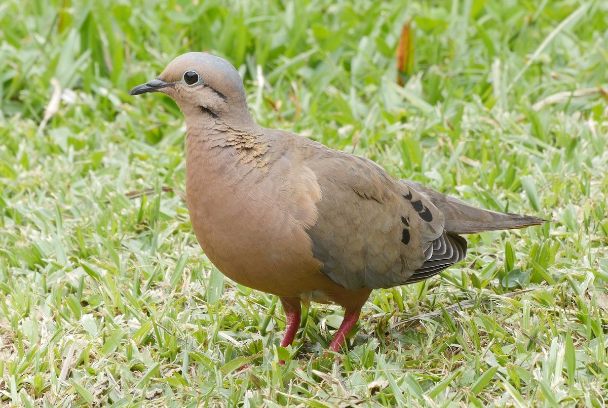 Eared Dove - ML205042191