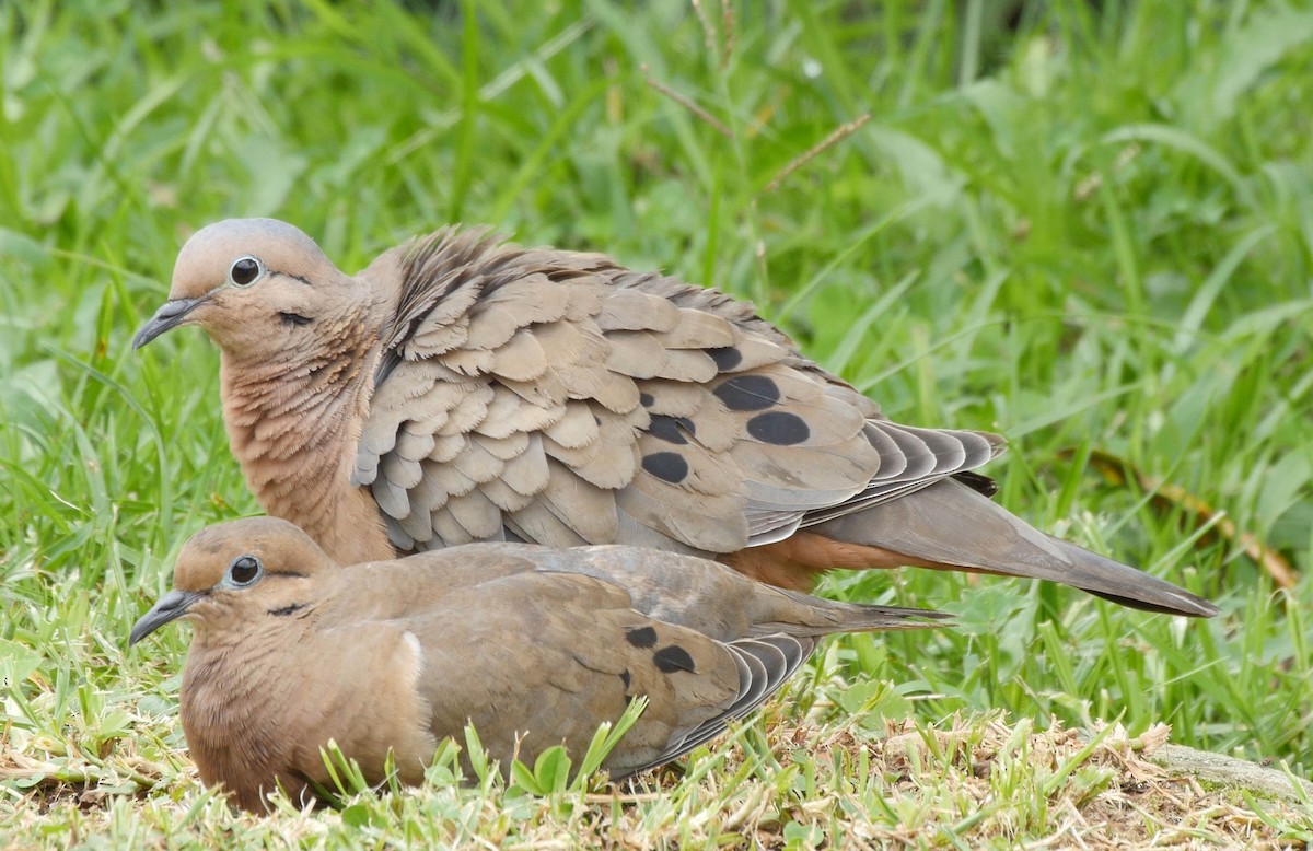 Eared Dove - ML205042201