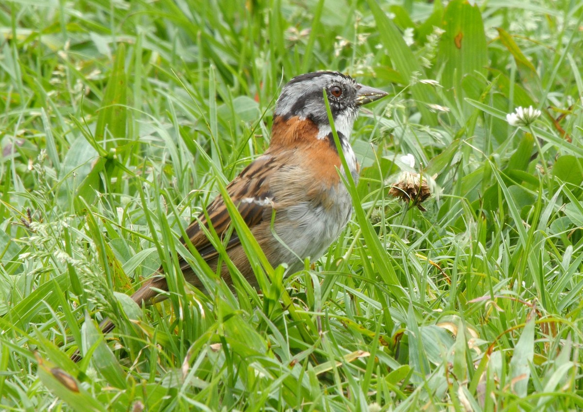 Rufous-collared Sparrow (Rufous-collared) - ML205042211