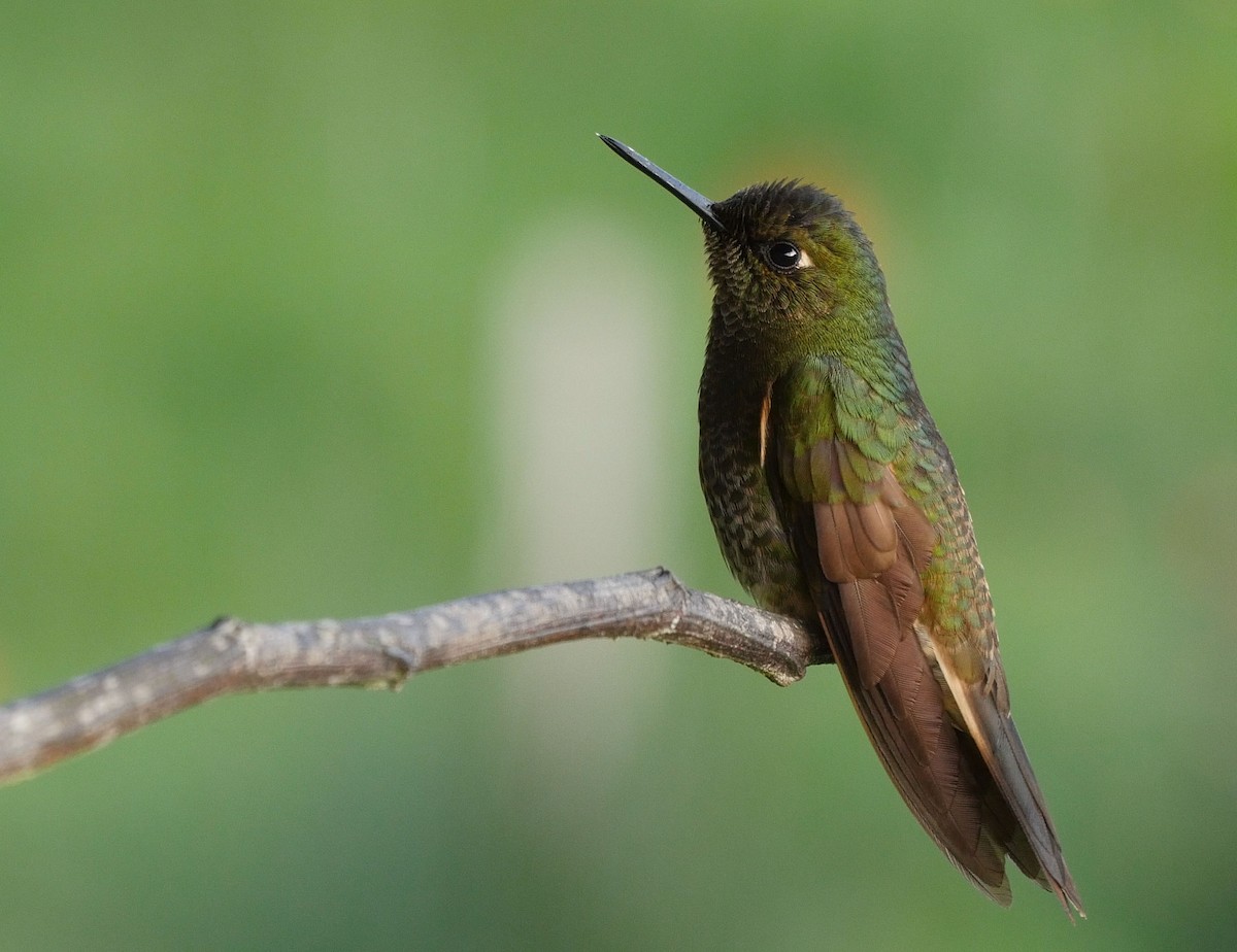 Colibrí Colihabano - ML205042261