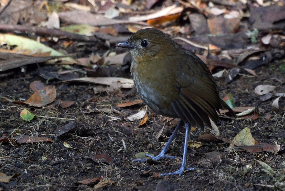 umbramaurpitta - ML205042301