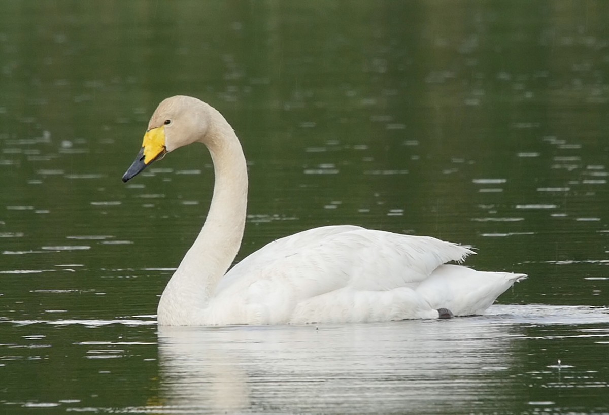 Whooper Swan - ML205042371