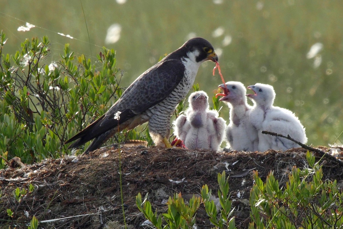 Halcón Peregrino (grupo peregrinus) - ML205042381