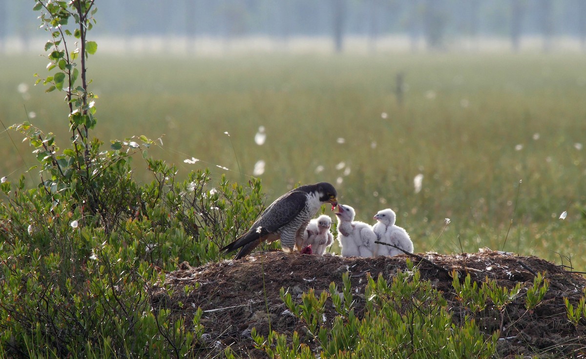 Peregrine Falcon (Eurasian) - ML205042391