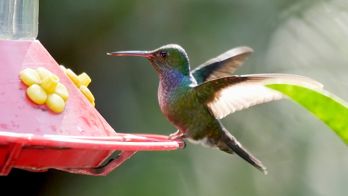 kolibřík modroprsý - ML205042431
