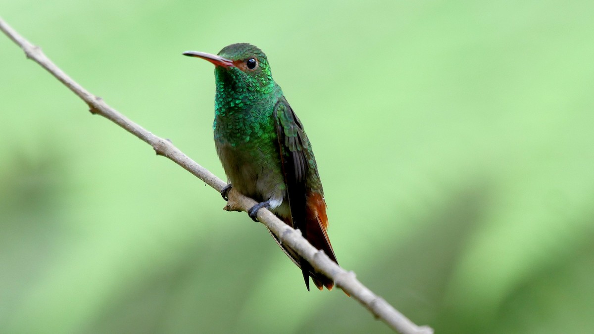 Rufous-tailed Hummingbird (Rufous-tailed) - ML205042461