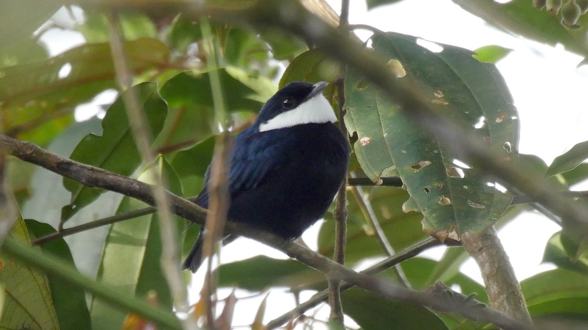 White-ruffed Manakin - ML205042571