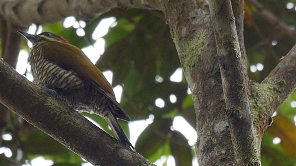 Stripe-cheeked Woodpecker - ML205042711