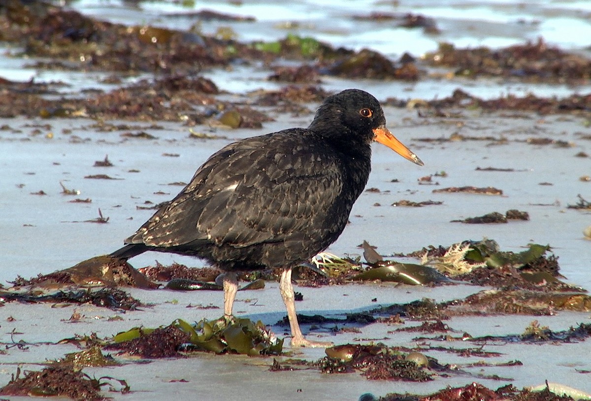 Variable Oystercatcher - ML205042821