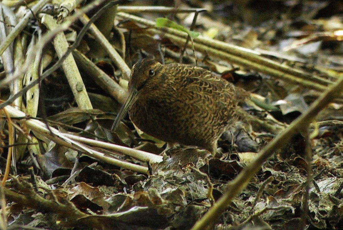 Snares Island Snipe - ML205042971