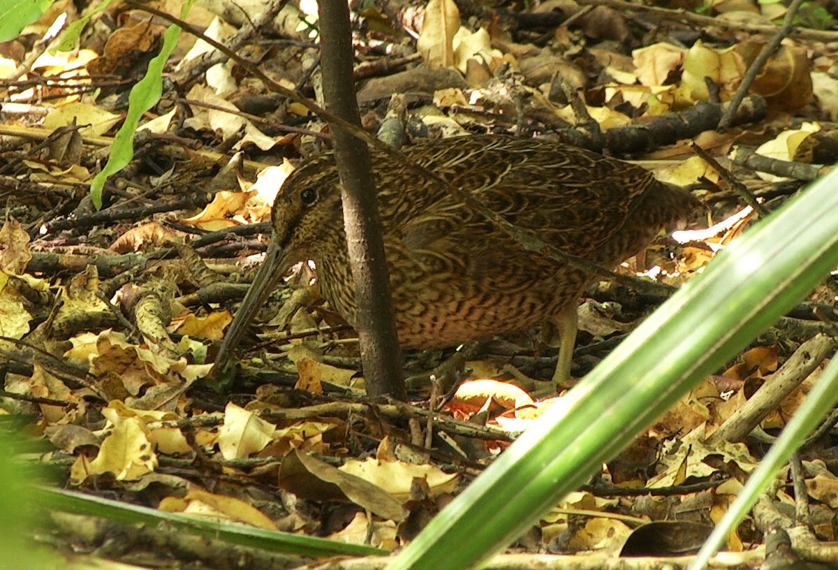 Snares Island Snipe - ML205042981