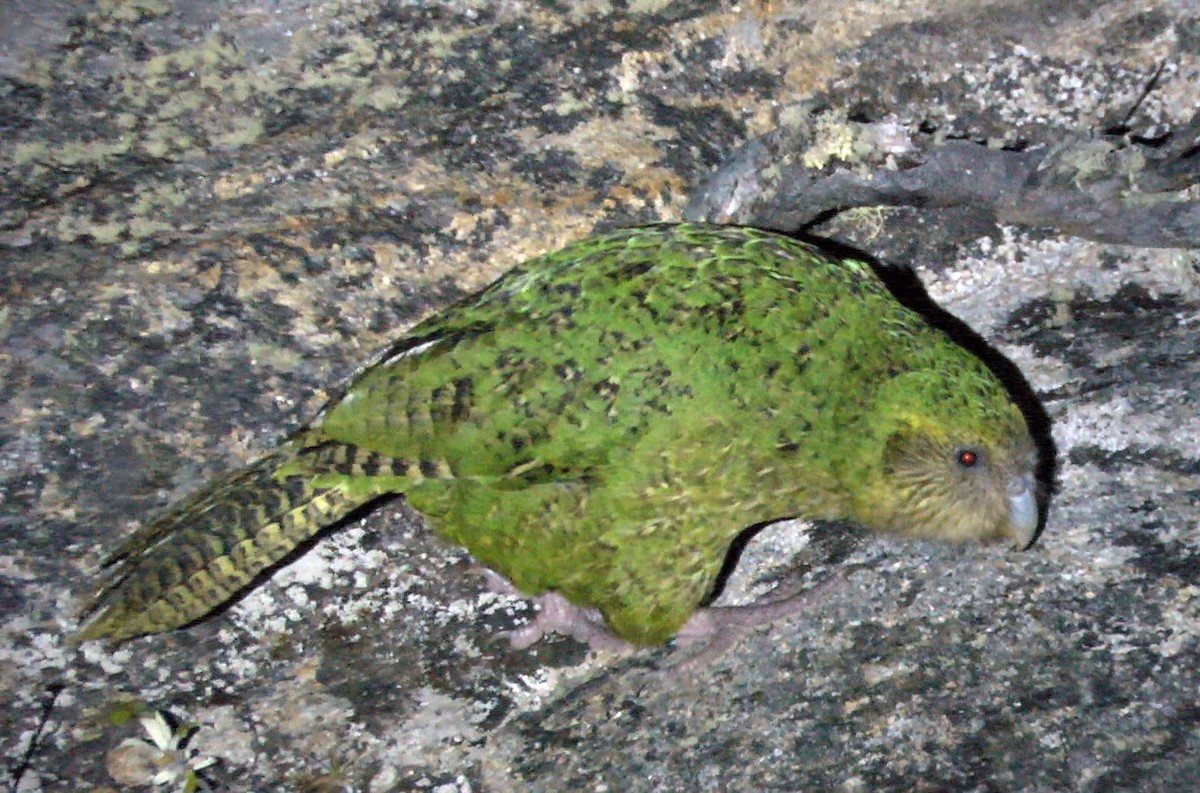 kakapo soví - ML205043141