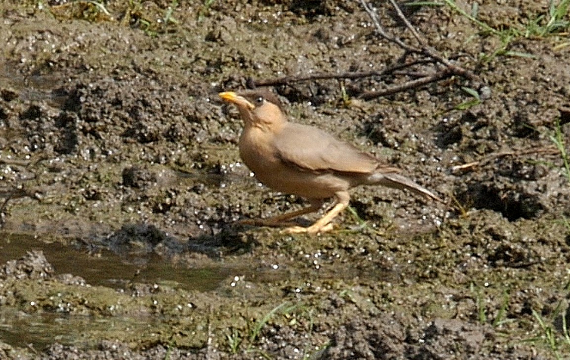 黑冠椋鳥 - ML205043161