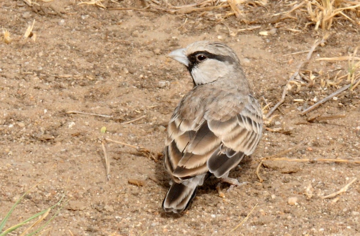 Ashy-crowned Sparrow-Lark - ML205043311