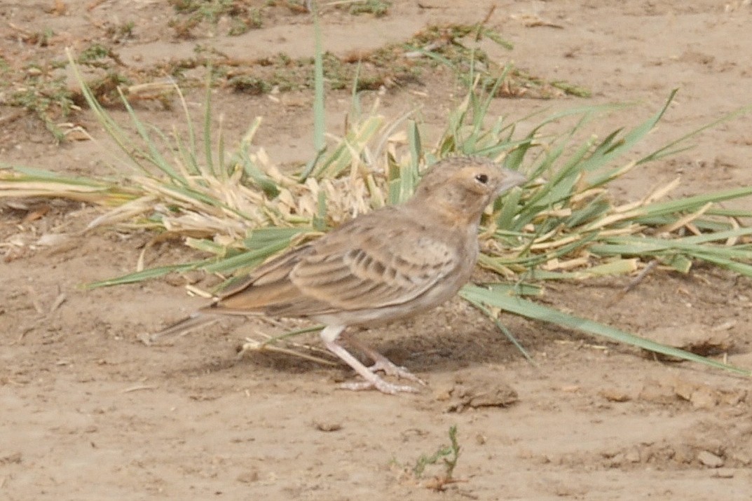 Ashy-crowned Sparrow-Lark - ML205043321