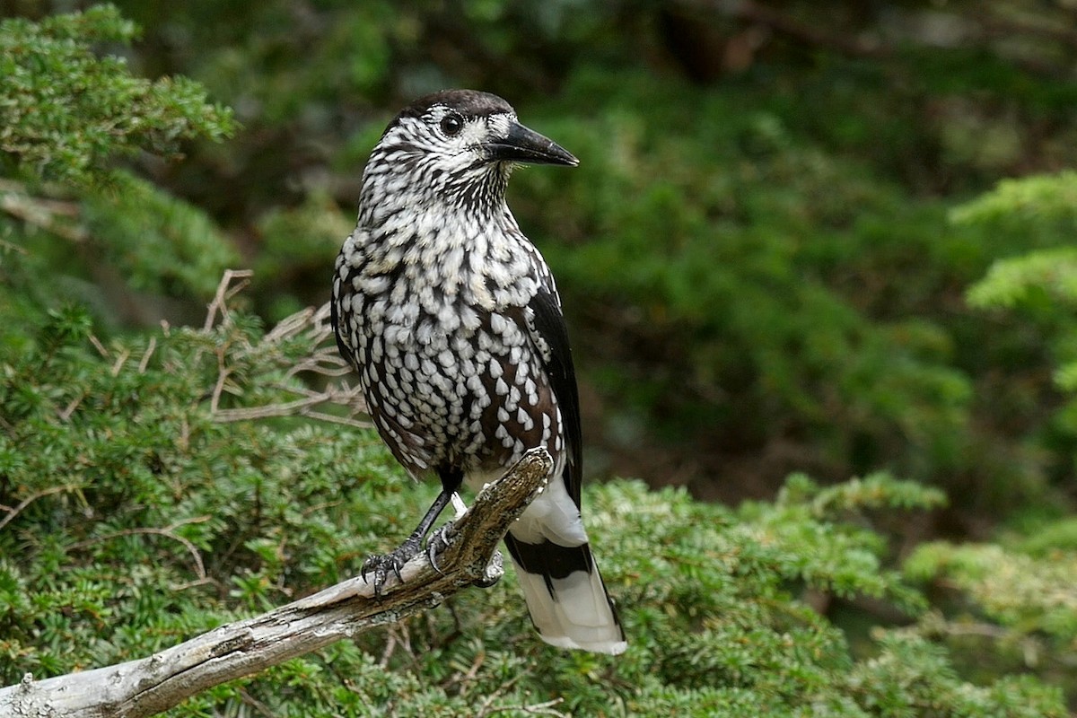 Eurasian Nutcracker (Northern) - ML205043411