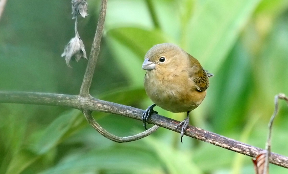 Yellow-bellied Seedeater - ML205043671