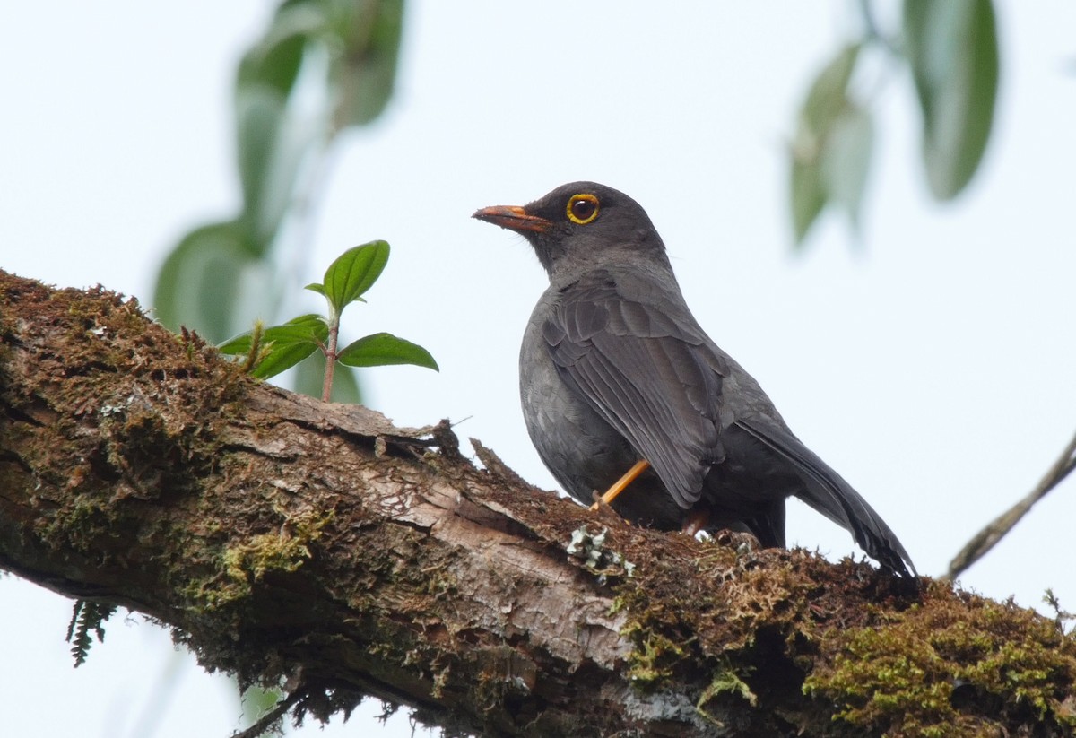 Great Thrush - ML205043701