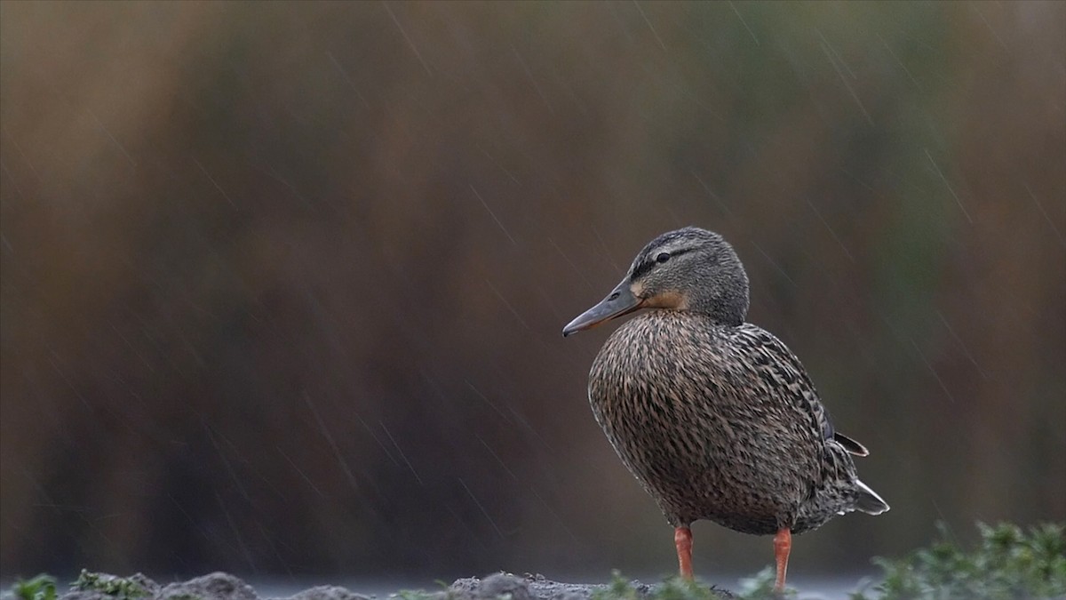 Canard colvert - ML205043931