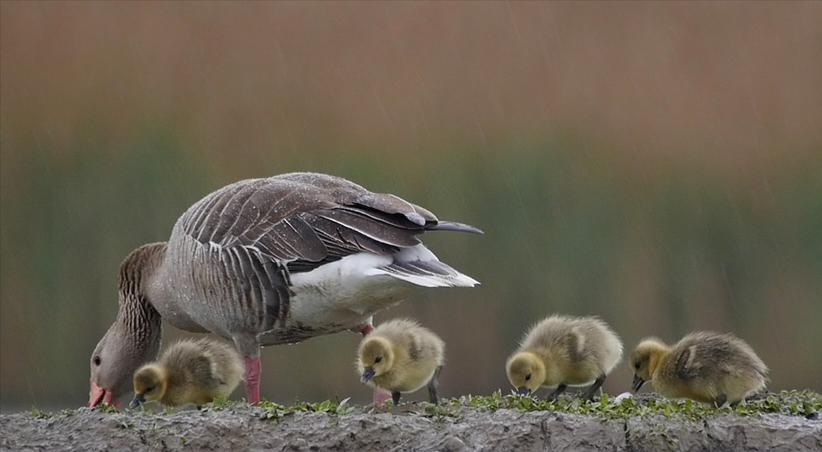 Graylag Goose (European) - ML205043951