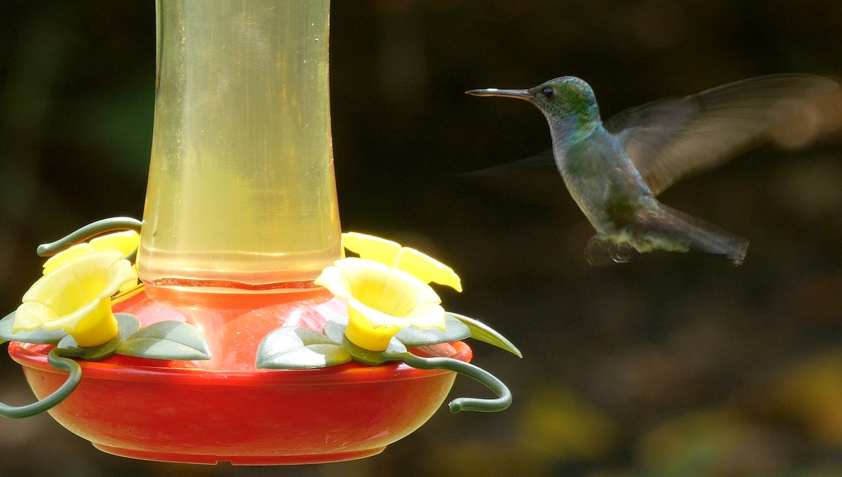 kolibřík modroprsý - ML205044211