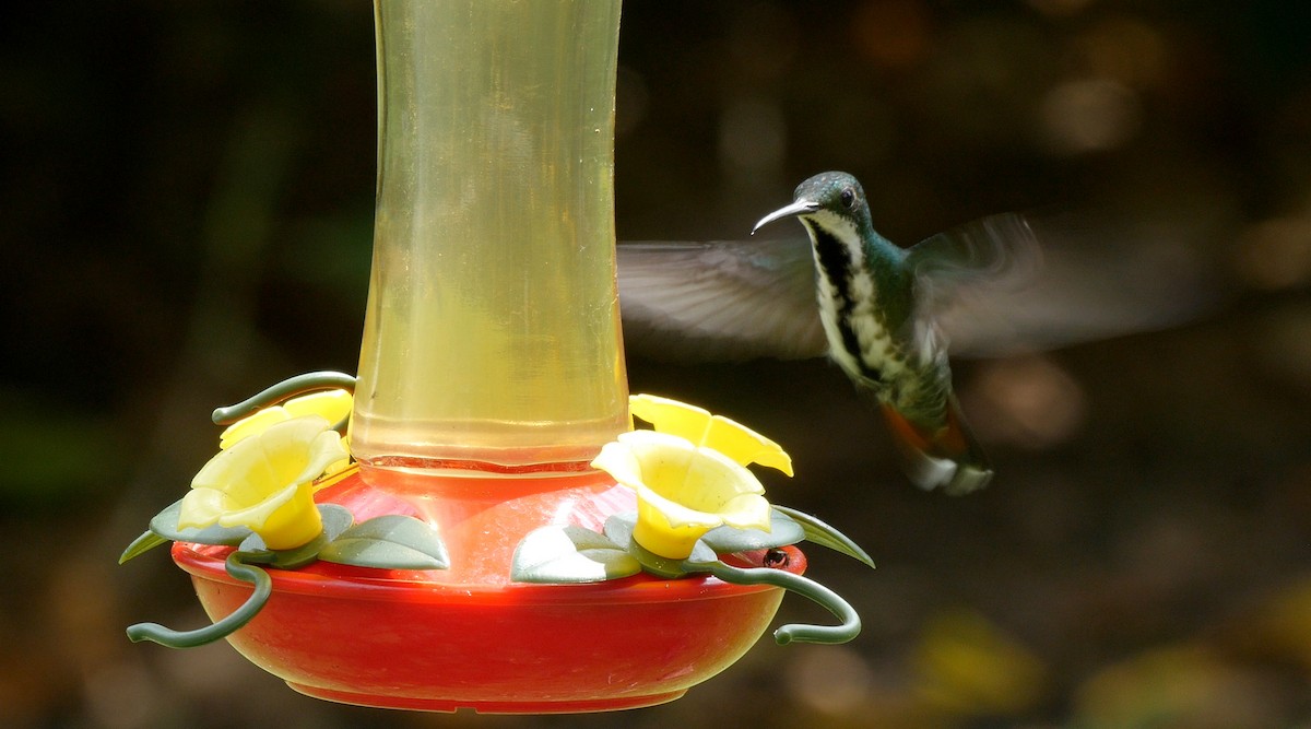 kolibřík tropický - ML205044261