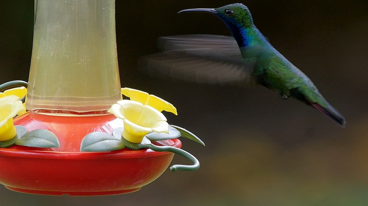 kolibřík tropický - ML205044271