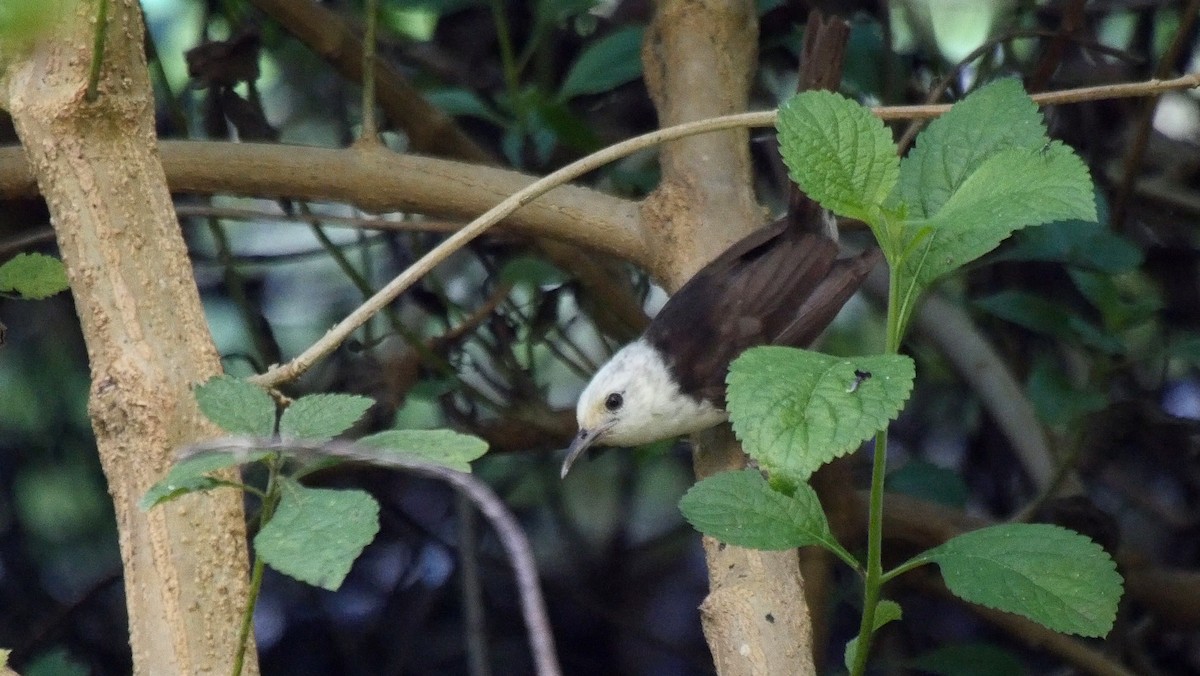 White-headed Wren - ML205044301