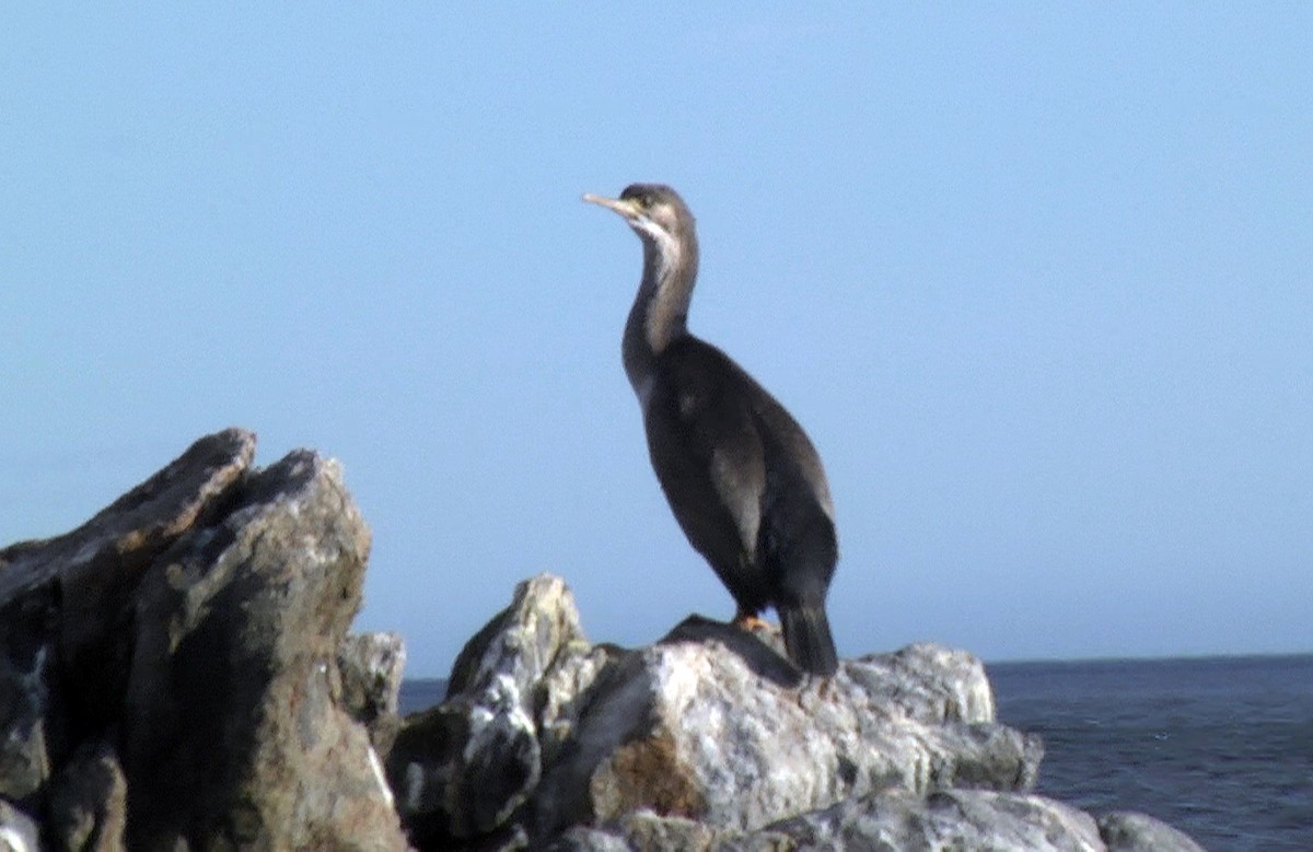 Spotted Shag - ML205044391