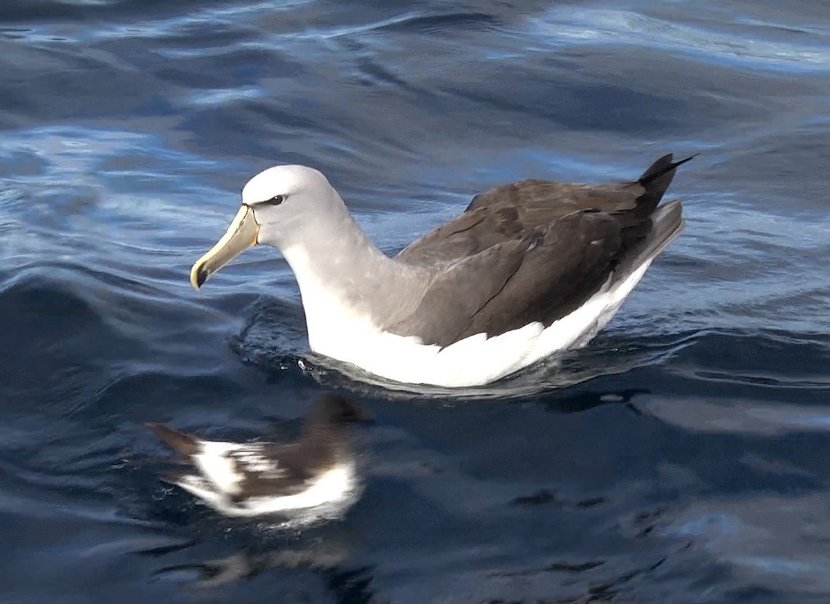 Salvin's Albatross - Josep del Hoyo