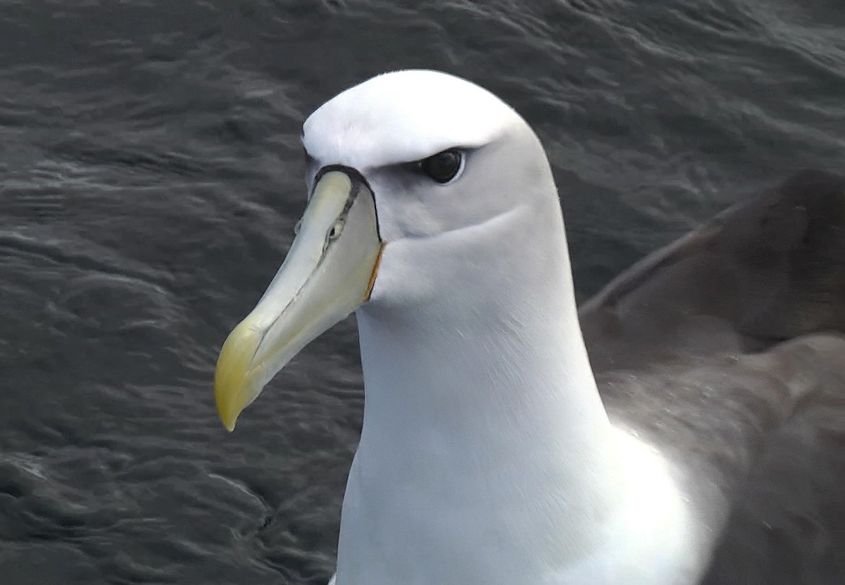 White-capped Albatross (steadi) - ML205044431