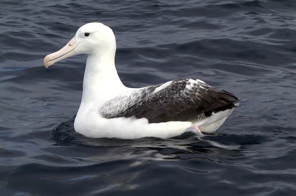 Southern Royal Albatross - Josep del Hoyo