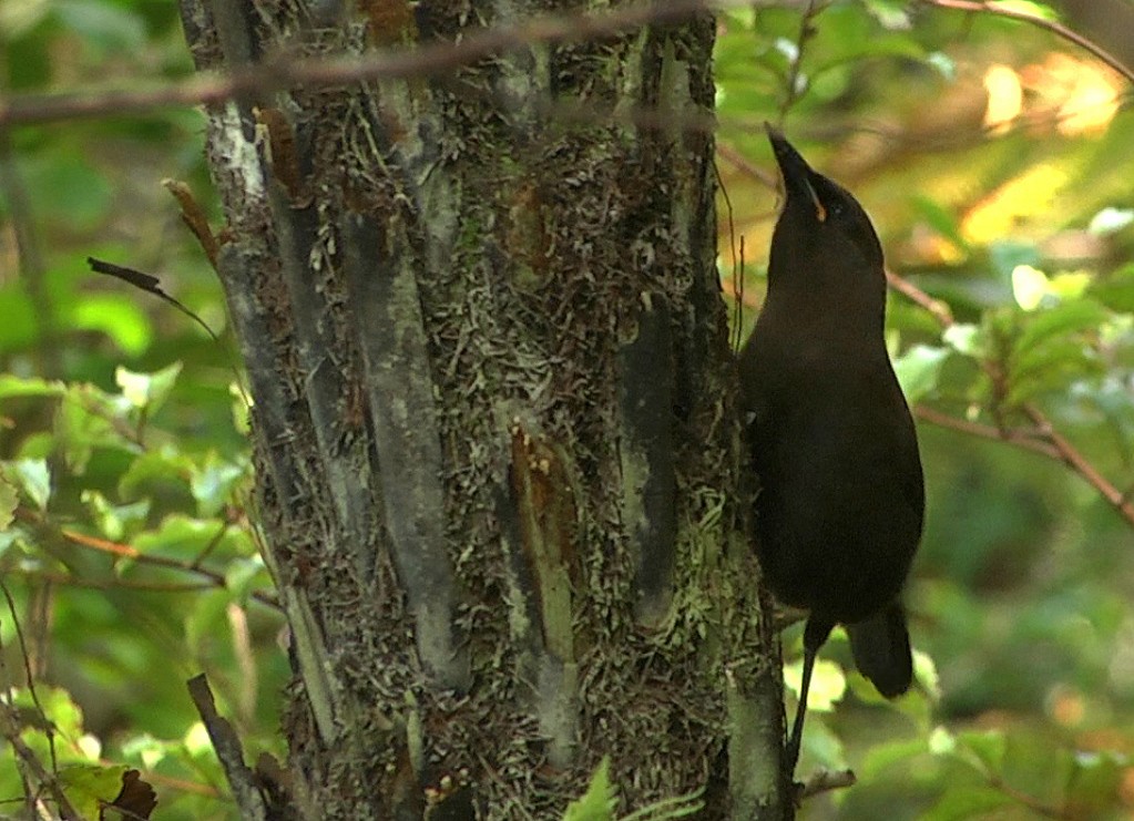 South Island Saddleback - ML205044561