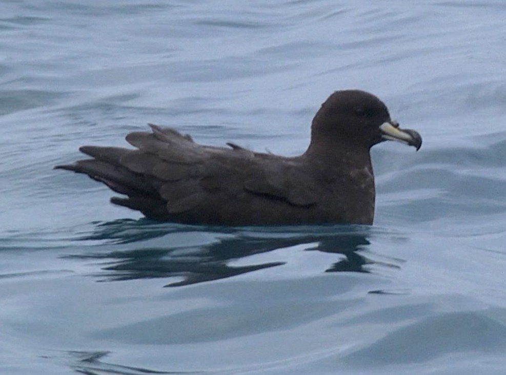 Westland Petrel - Josep del Hoyo