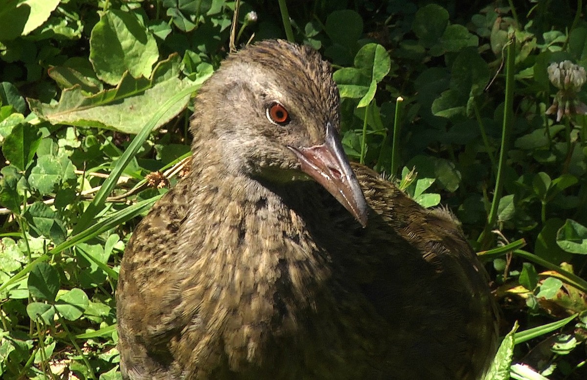 Rascón Weka - ML205044801