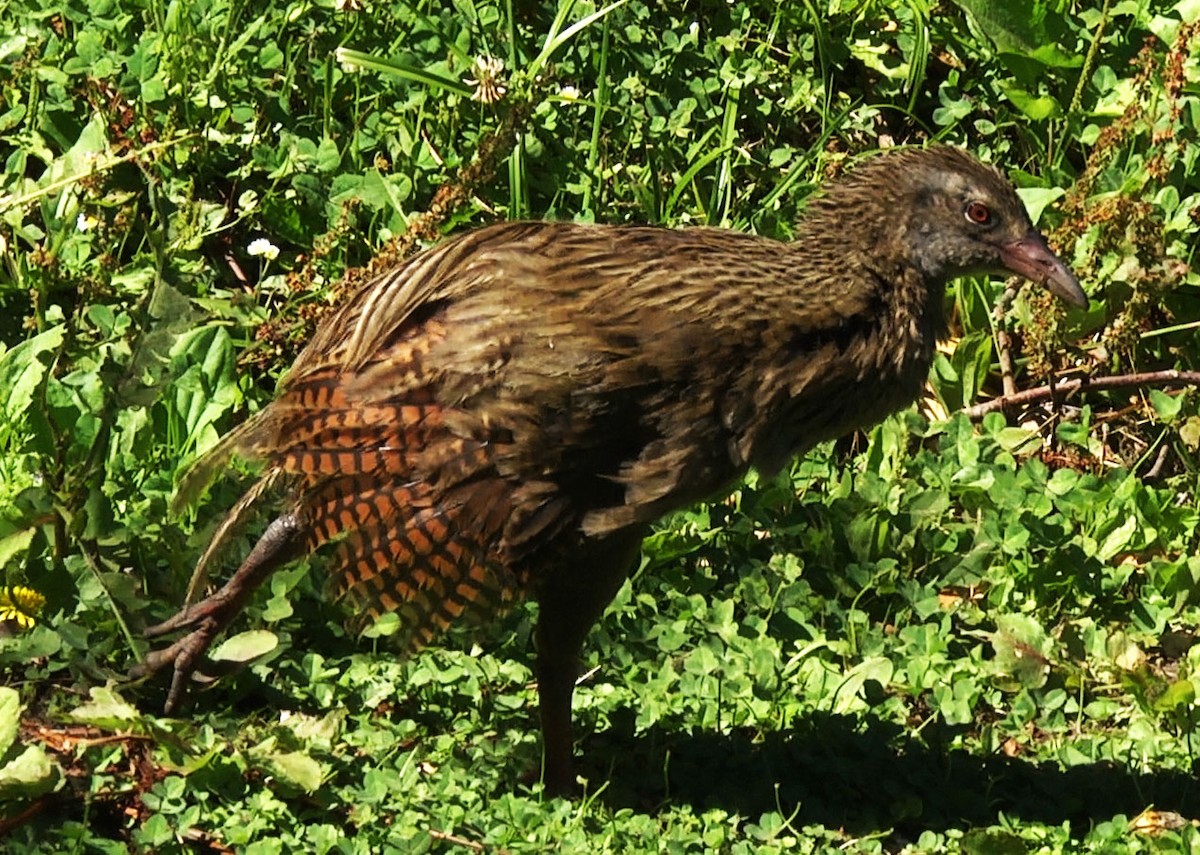 Weka - ML205044811