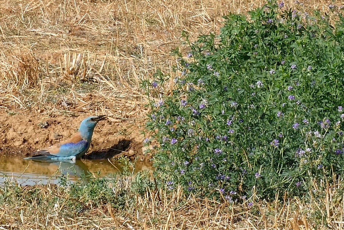 ニシブッポウソウ - ML205044841