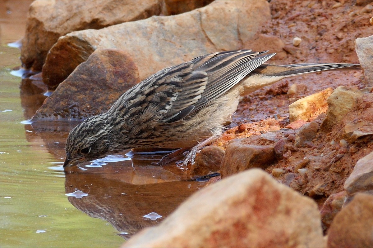 Rock Bunting - ML205044861