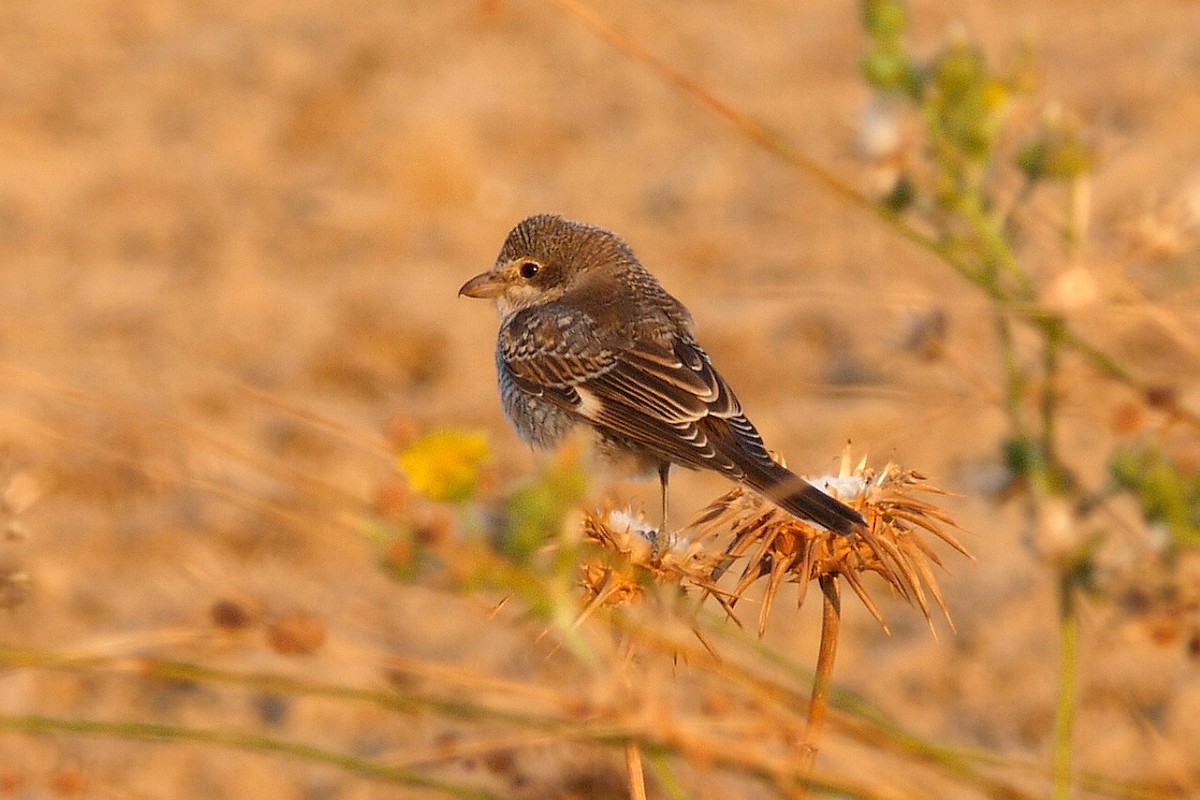 Woodchat Shrike (Western) - ML205044921