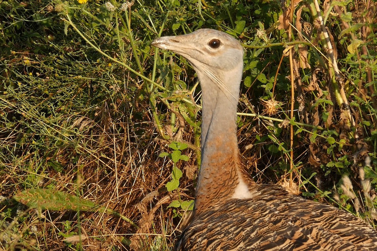 Great Bustard - ML205044941