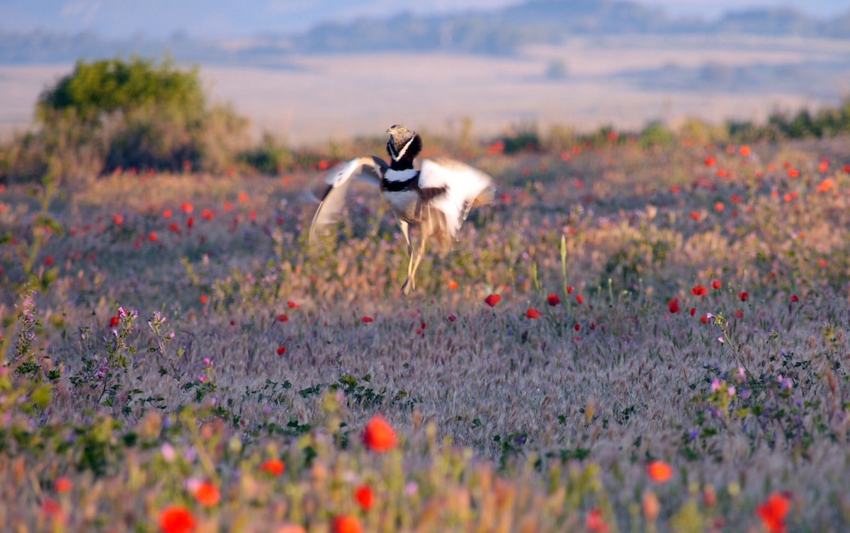 Little Bustard - ML205045171