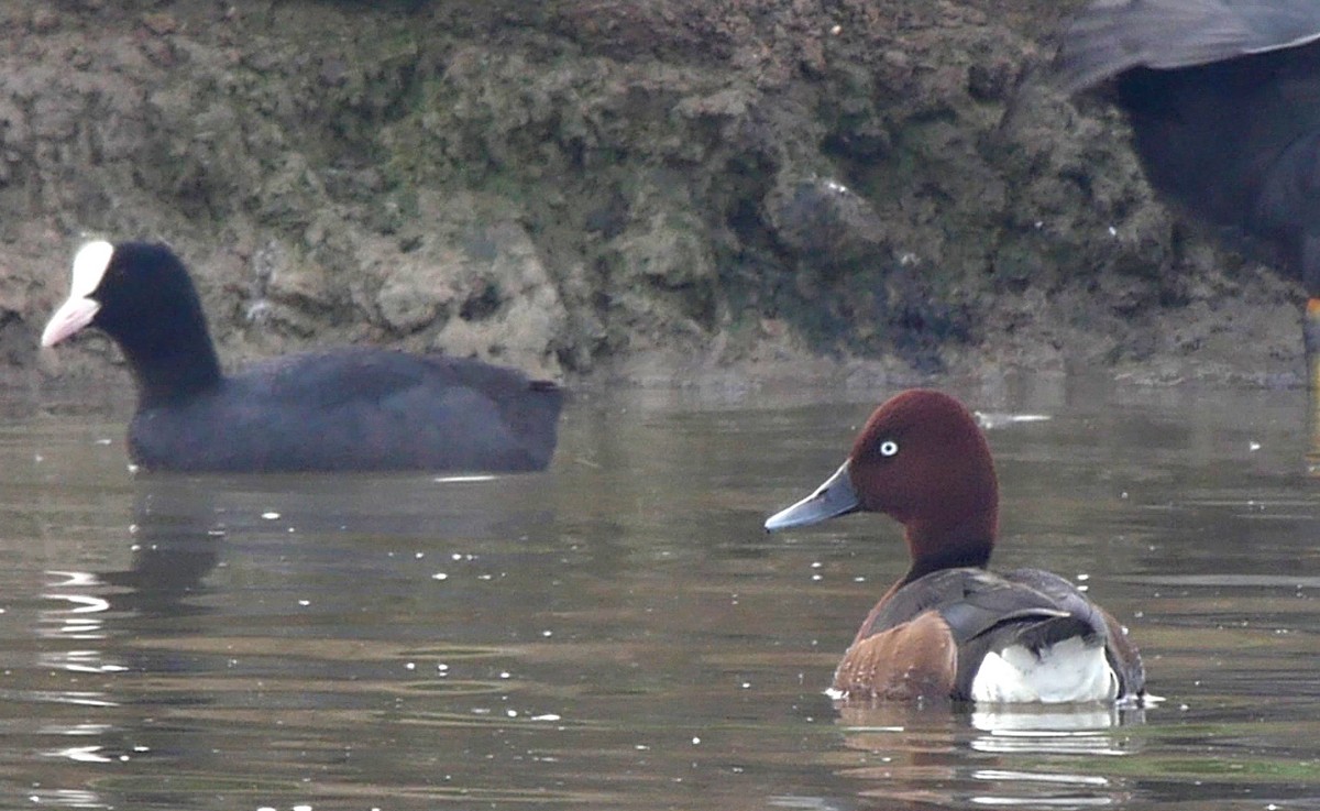 Ferruginous Duck - ML205045321