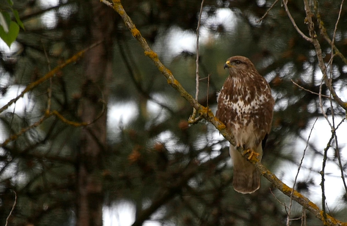 Common Buzzard (Western) - ML205045341