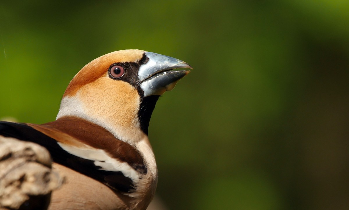 Hawfinch - ML205045351